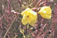 Millennium Green wild flowers 1
